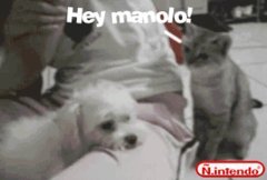 Gif Gatos Porn Gif