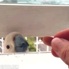 2 birds 1 almond Porn Gif